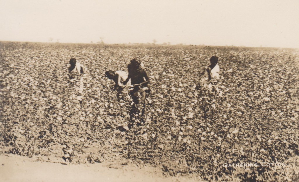 Gathering cotton, India - undated postcard
